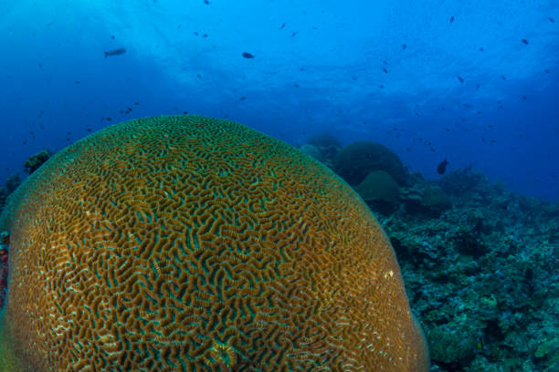 istock Healthy coral reef system in the south Pacific 1443503535