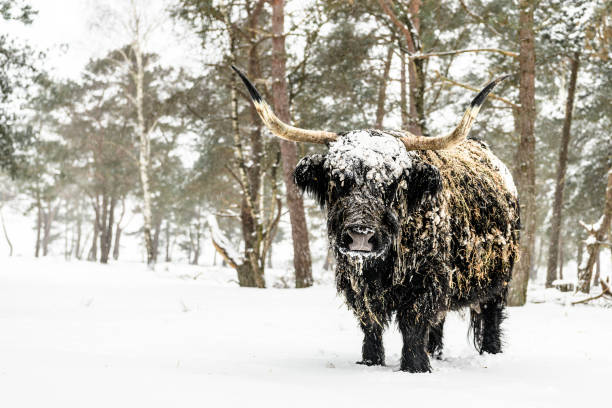istock Black Scottish Highlander cattle in the snow during winter 1443503625
