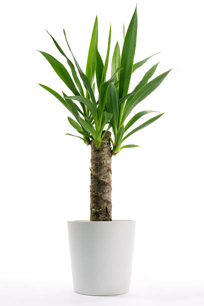 House Plant - Yucca Yucca on a white background yucca stock pictures, royalty-free photos & images