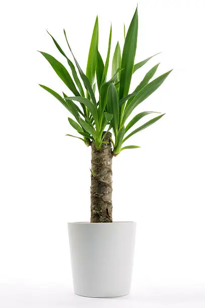 Photo of House Plant - Yucca