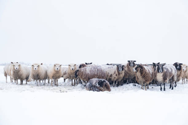 istock Sheep in a snow covered meadow in a winter landscape 1443503804