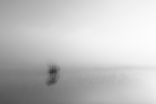 A single tree on a foggy autumn night