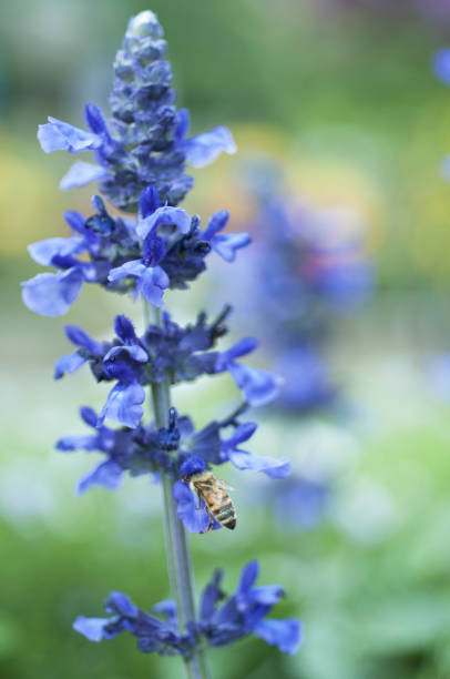 It has a thin flower stalk that stretches smoothly, and the gentle sky-blue flowers sway in the wind, creating a very delicate atmosphere.