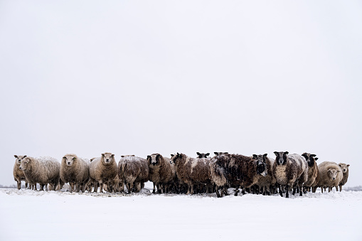 Sheep in a snow covered meadow in a winter landscape during a cold winter morning in the IJsseldelta region in Overijssel, in The Netherlands.