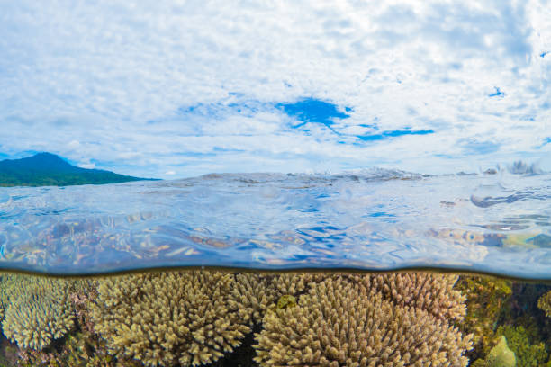 istock Healthy coral reef system in the south Pacific 1443505460