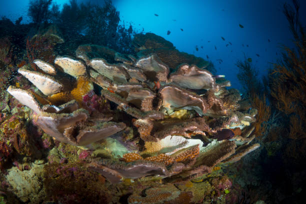 istock Healthy coral reef system in the south Pacific 1443505507
