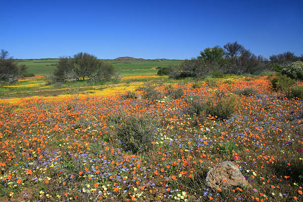 O Namaqualand - foto de acervo