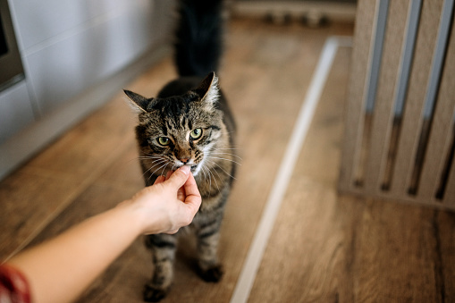 Unrecognisable woman giving threats to her cat