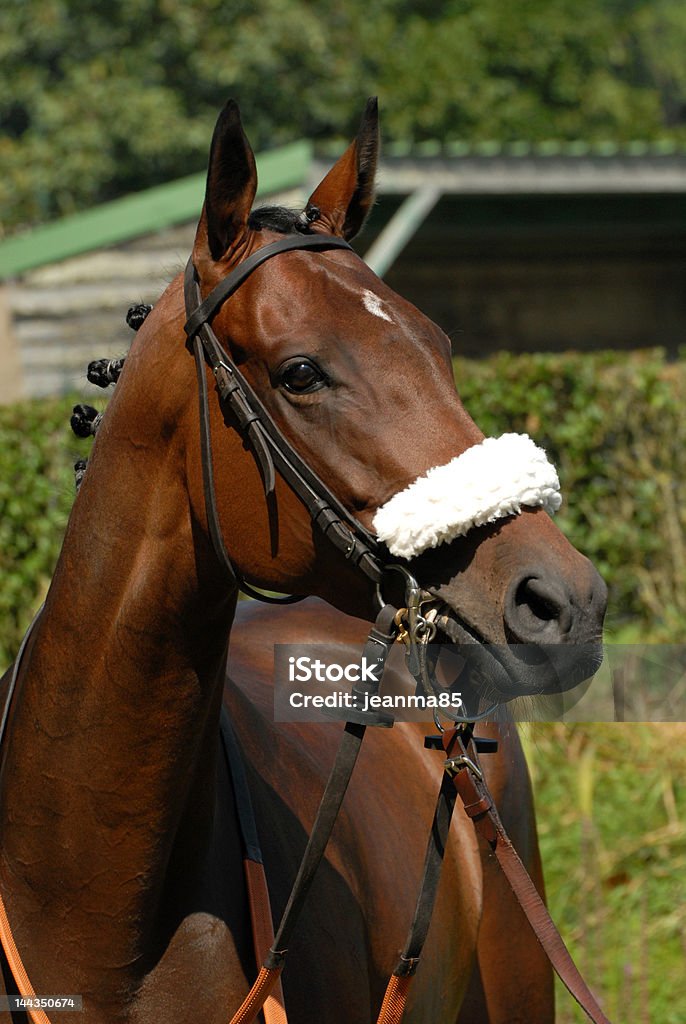 Chapitel-chase Retrato de caballos - Foto de stock de Actitud libre de derechos