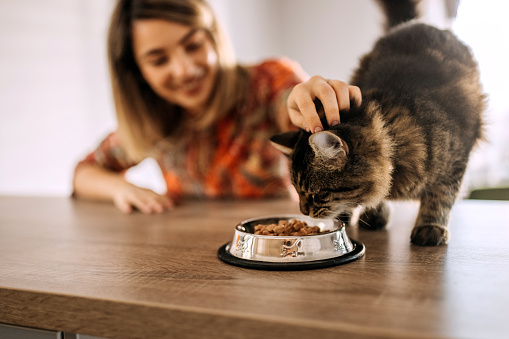 Beautiful young woman bonding with her cat while cat is eating from bowl