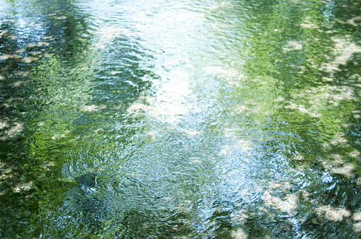 Vertical landscape of lush green tropical island palm trees and rocks along a flowing riverbed water stream at Bangalow Park Creek near Byron Bay Area NSW Australia