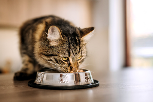 Domestic cat eating cat food from the metal bowl