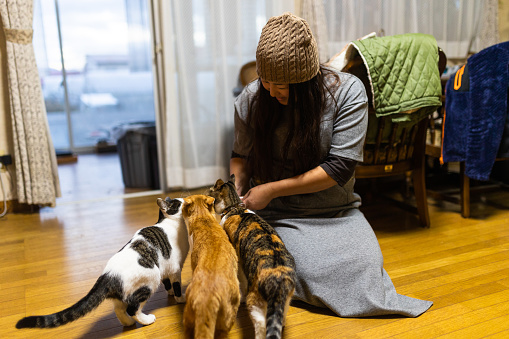 3 domestic cats gather around their human to get a treat.