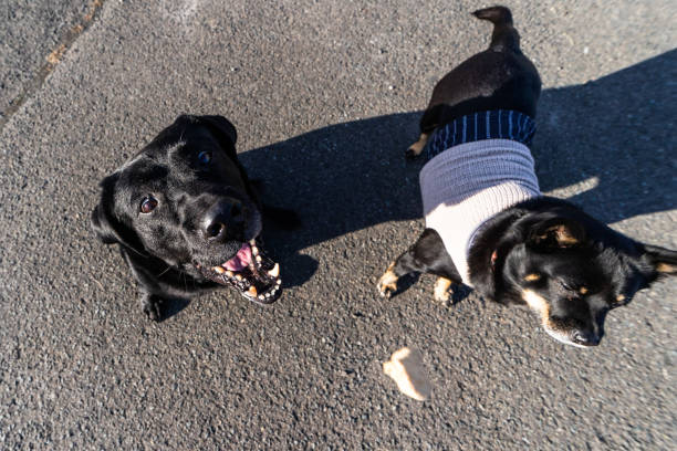 High angle of a Black Lab dog making funny and cute faces while catching a treat while on a walk.