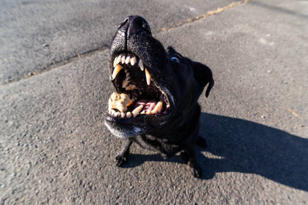 istock A Black Labrador dog making faces while catching a treat 1443507358
