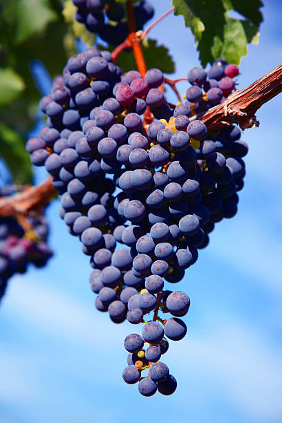 istock Merlot Grapes in Vineyard 144350736