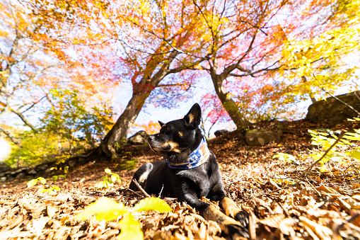 A Shiba mix dog relaxing on a bed of leaves in a colorful autumn forest outdoors.