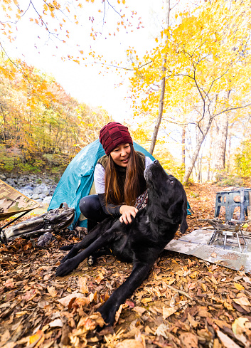 A mid-age Japanese female camper enjoying camping with her dogs during autumn in nature.