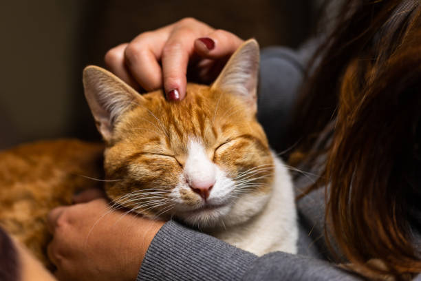 istock Young cat in owners lap getting relaxing head scratches 1443507421