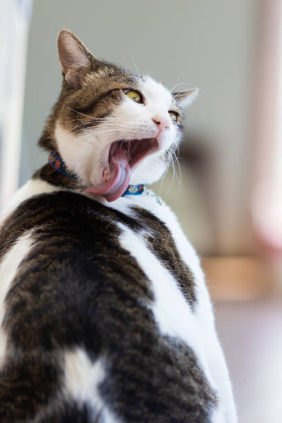 istock A relaxed domestic house cat licking himself 1443507472