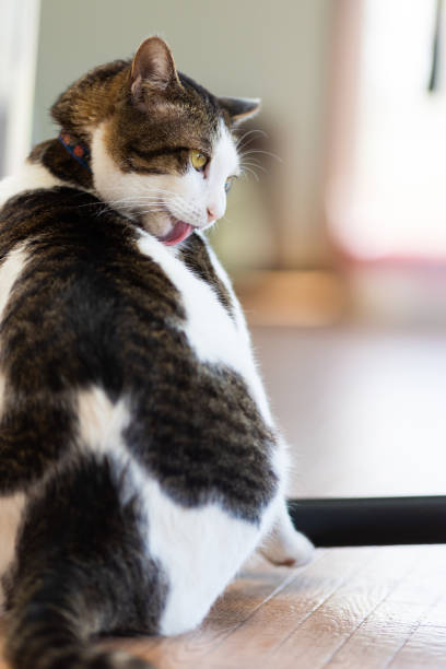istock A relaxed domestic house cat licking himself 1443507480