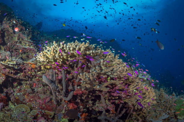 istock Healthy coral reef system in the south Pacific 1443507658