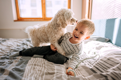 Cute little boy playing with his dog in a bedroom