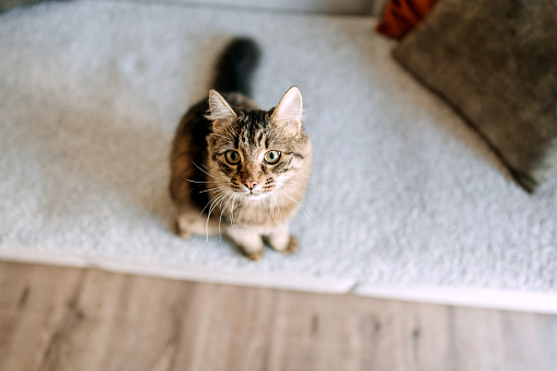 Portrait of cute cat in a domestic room