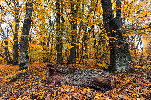 Fallen trees in the autumn forest