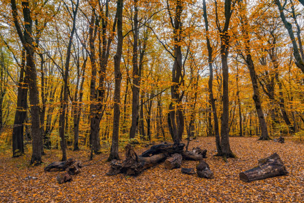 Fallen leaves in the yellow autumn forest