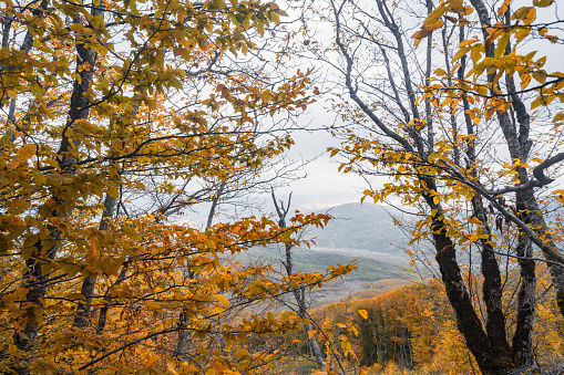 Yellow mountain autumn forest scenery