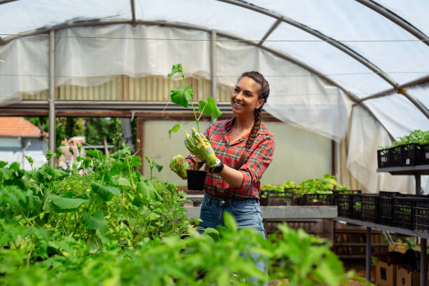 istock Beautiful female nursery worker working in greenhouse 1443509992