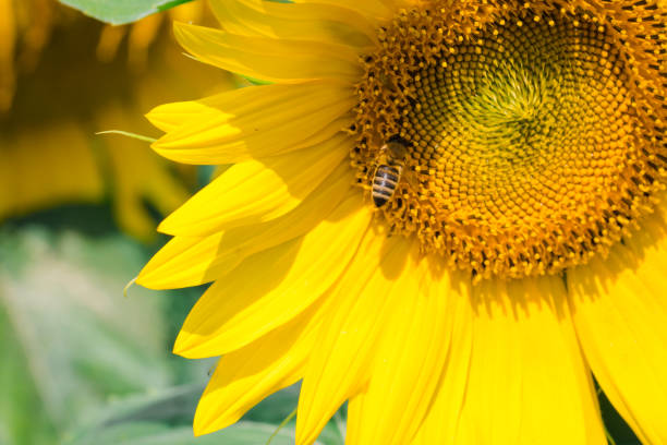 istock Honey bee pollinating sunflower plant. A tiny bee eats pollen from a large yellow sunflower that grows in the field. 1443511350