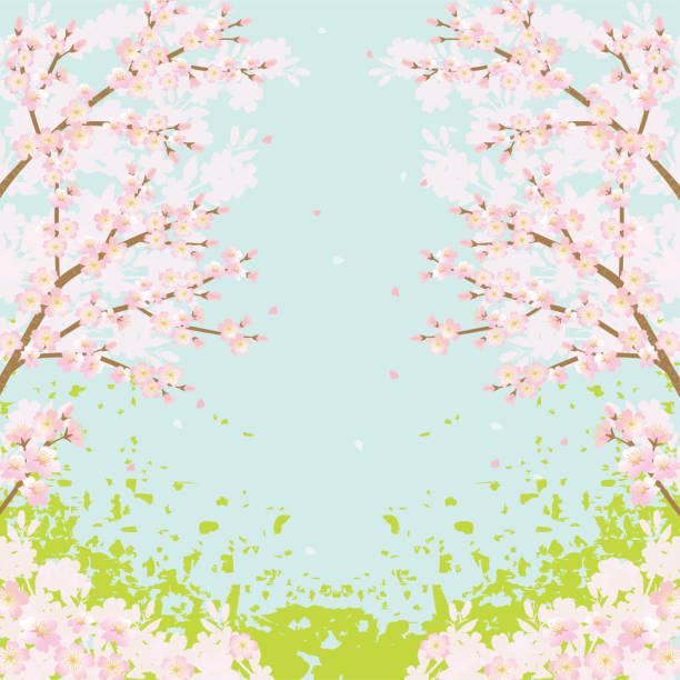 Cherry blossom tree background illustration Vector illustration flower backgrounds cherry blossom spring stock illustrations