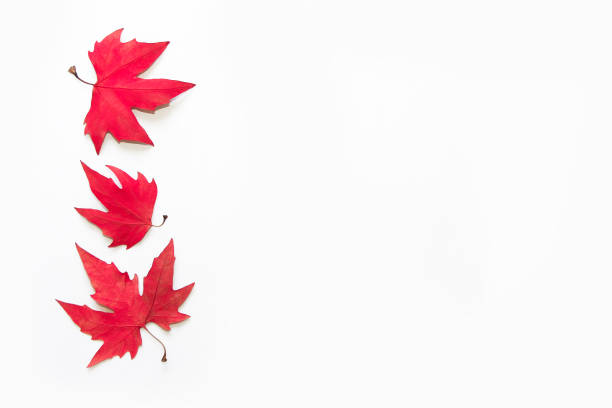 istock dry autumn red maple leaves on a white background 1443513186