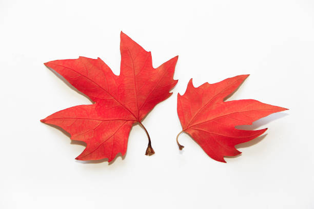 istock dry autumn red maple leaves on a white background 1443513197