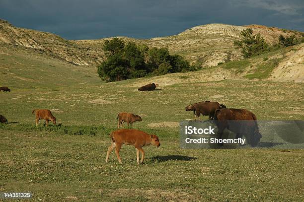 Parque Nacional Theodore Roosevelt Foto de stock y más banco de imágenes de Bisonte Americano - Bisonte Americano, Aire libre, Animal