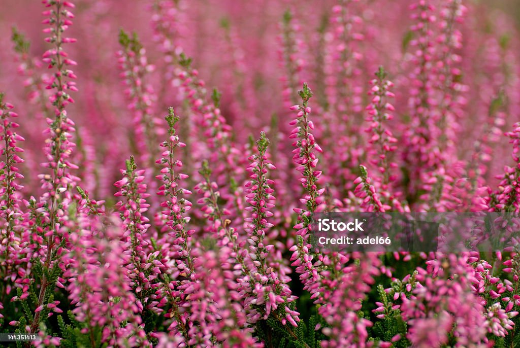 Eirica plantes en fleurs - Photo de Paganisme libre de droits