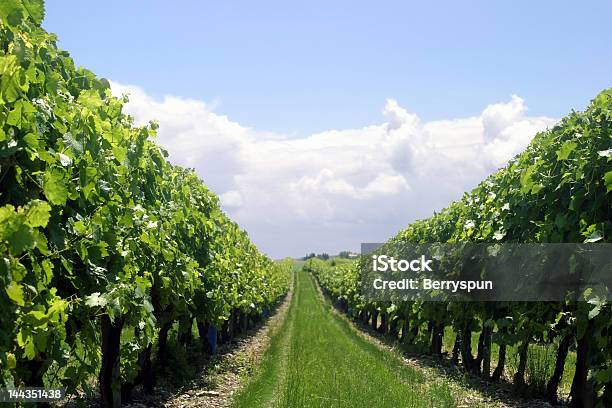 Vigneto Riga - Fotografie stock e altre immagini di Agricoltura - Agricoltura, Ambientazione esterna, Azienda vinicola