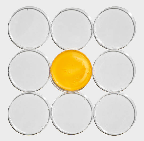 creme de banho em placa de petri com tampa de plástico sobre mesa de laboratório branca. ingrediente químico para cosméticos e produtos de higiene pessoal. vista superior - chemistry white petri dish design - fotografias e filmes do acervo