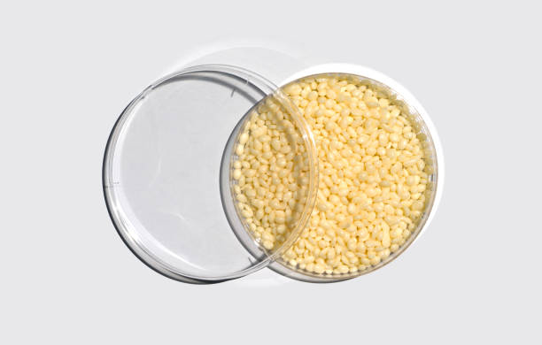 Candelilla Wax in Petri dish with plastic lid on white laboratory table. Chemical ingredient for Cosmetics and Toiletries product. Top View