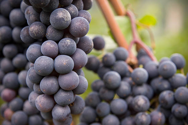 Uve da vino nella vite - foto stock