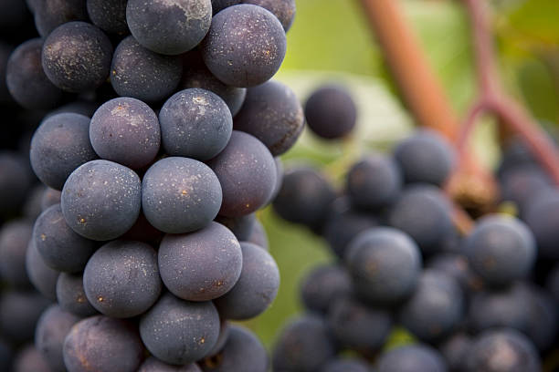 Gros plan du vin de raisin sur la vigne - Photo
