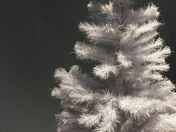 istock Christmas tree. White color pine tree on gray background with copy space 1443514855