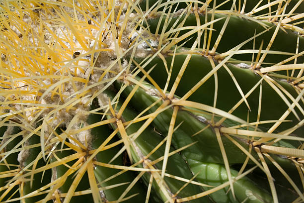Cactus - Photo