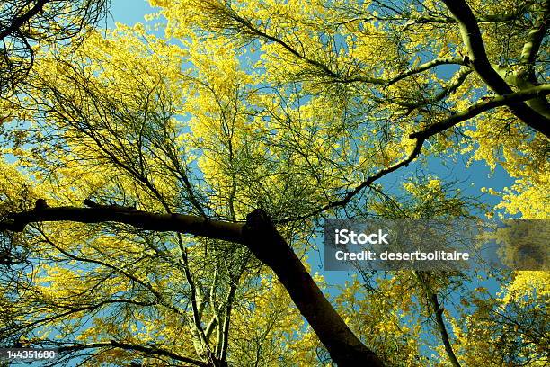 Блюминг Paloverde Крона Дерева — стоковые фотографии и другие картинки Palo Verde - Palo Verde, Аризона - Юго-запад США, Без людей