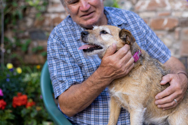 istock Man Stroking his Patterdale Terrier in Garden 1443517236