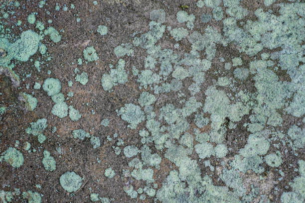 istock Concrete wall with mold wallpaper and background texture 1443517575