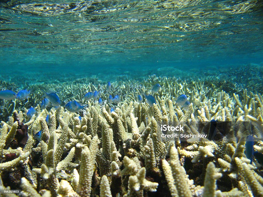 Reef la vie - Photo de Animaux à l'état sauvage libre de droits