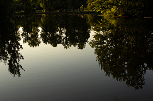 Trees reflected in water. Lake in park. Summer pond in estate. Details of nature.